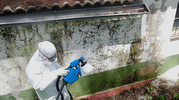 Top rated local Mold Removal specialists in Saint Joseph, MI